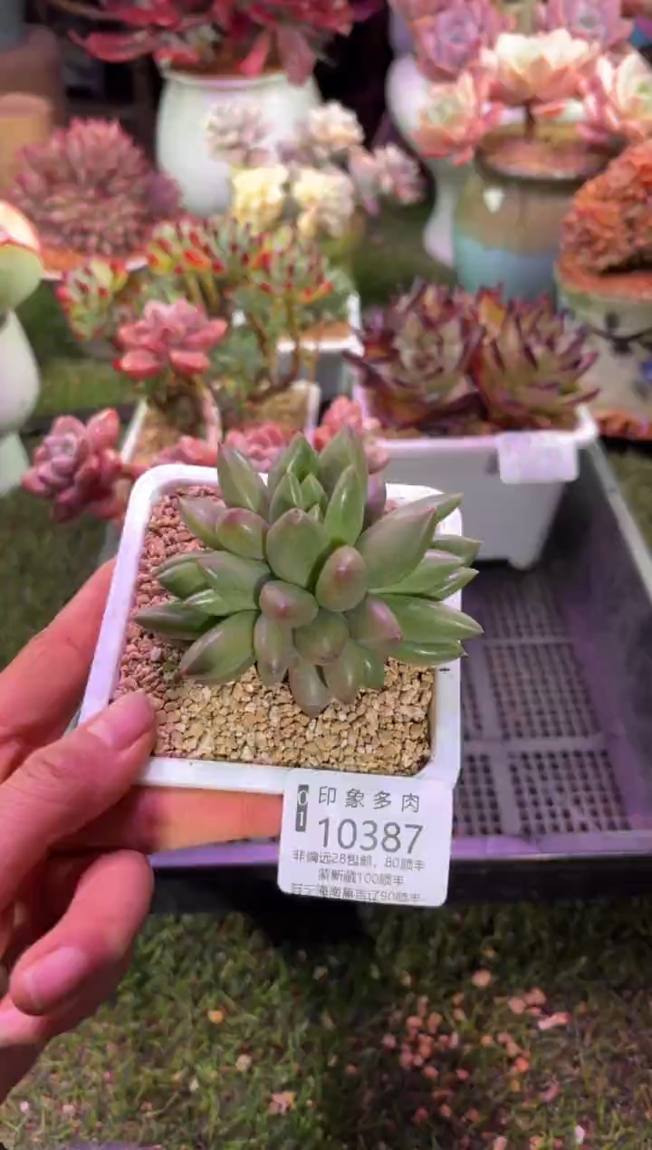 【闪购商品】10387