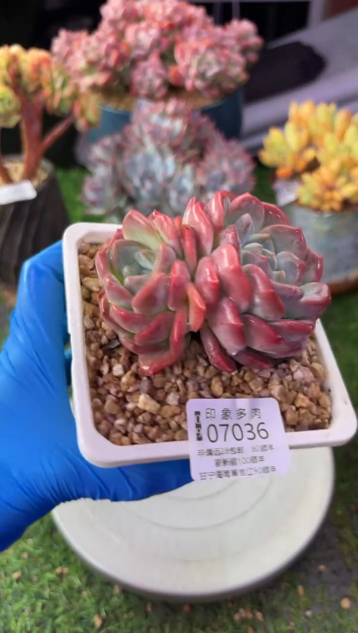 昆明印象多肉07036