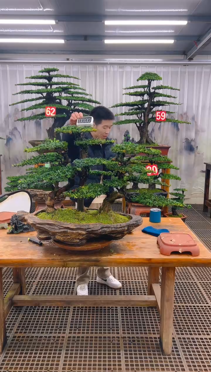 无花朵梧*精品盆景直播间一物一拍