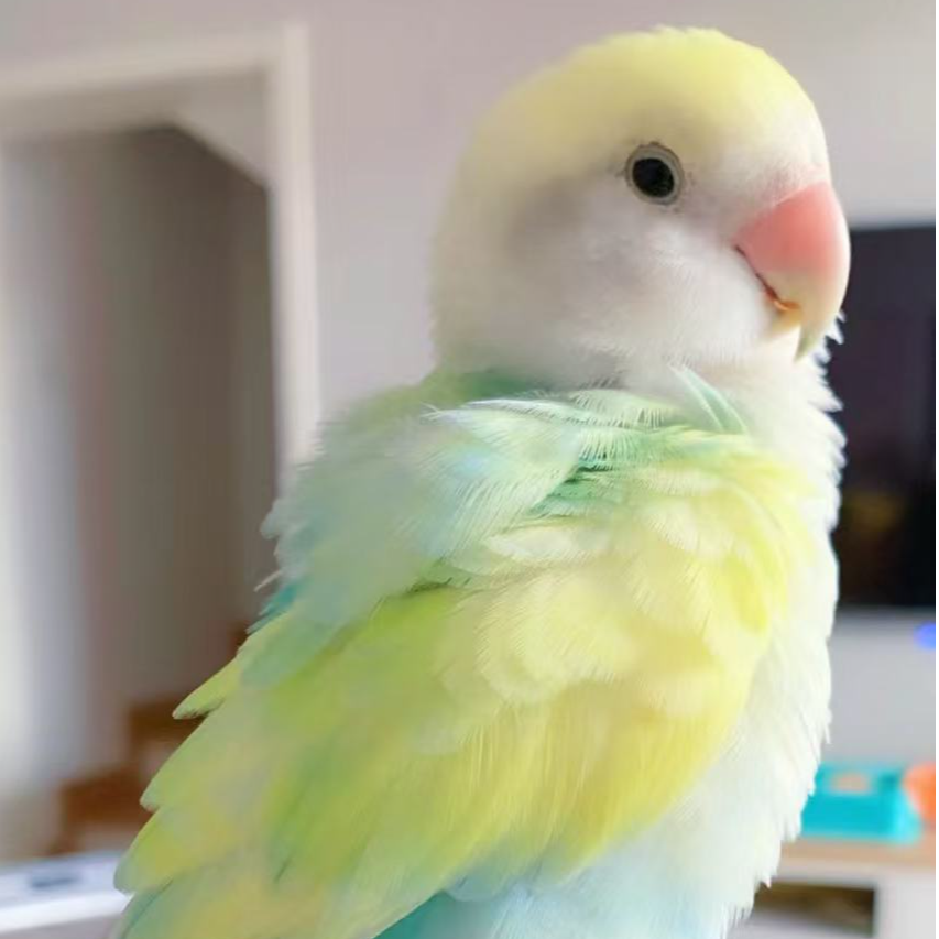 (直播链接)纯手养牡丹鹦鹉半毛齐毛别单拍