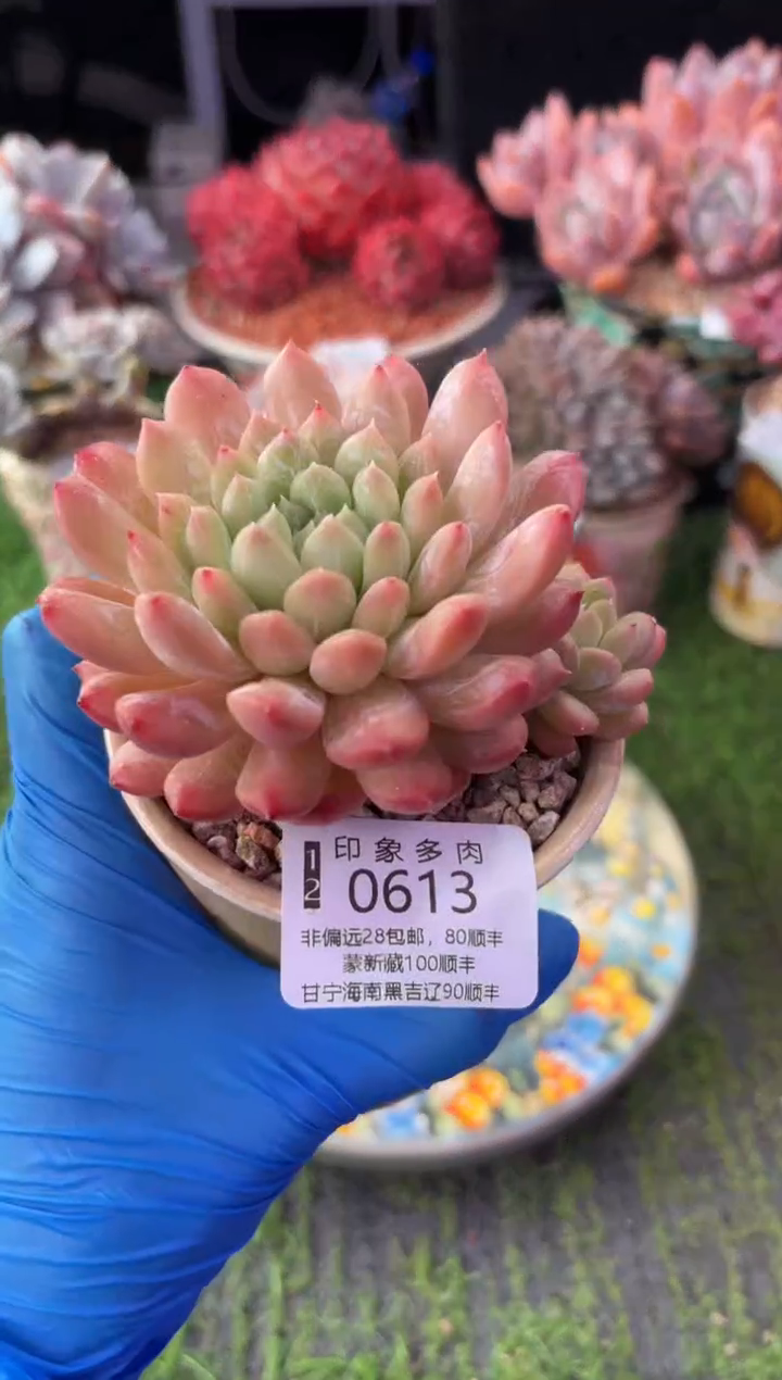 昆明印象多肉0613