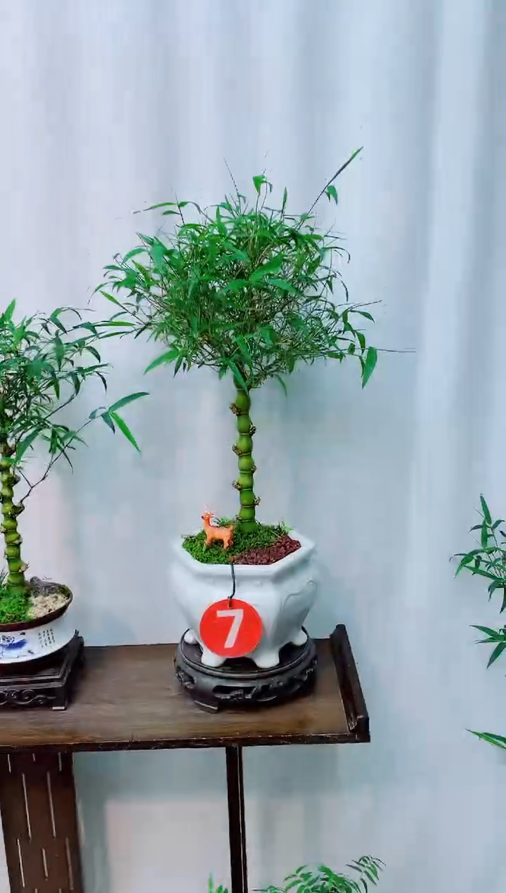 竹子盆景竹子盆景竹子盆景
