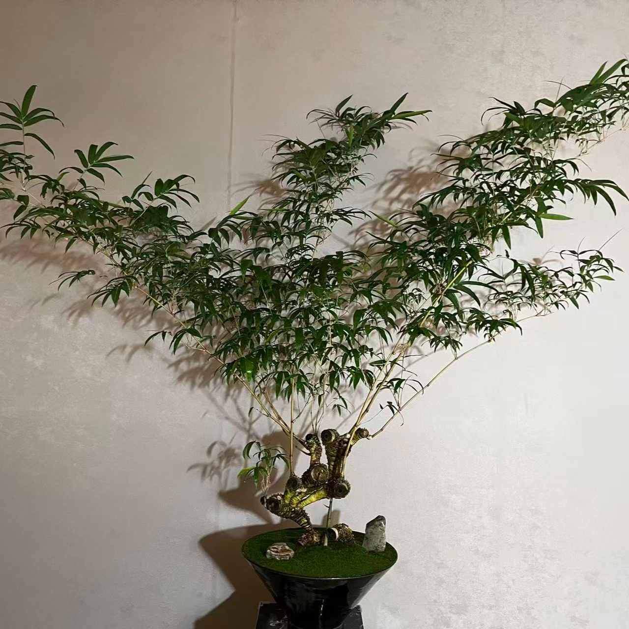 【言一精选】顺丰发货 A015 怪桩金丝佛肚竹 老桩/怪桩