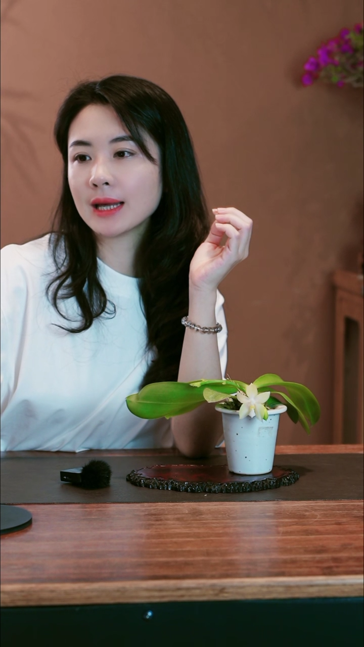 贝利纳盆景盆景盆景