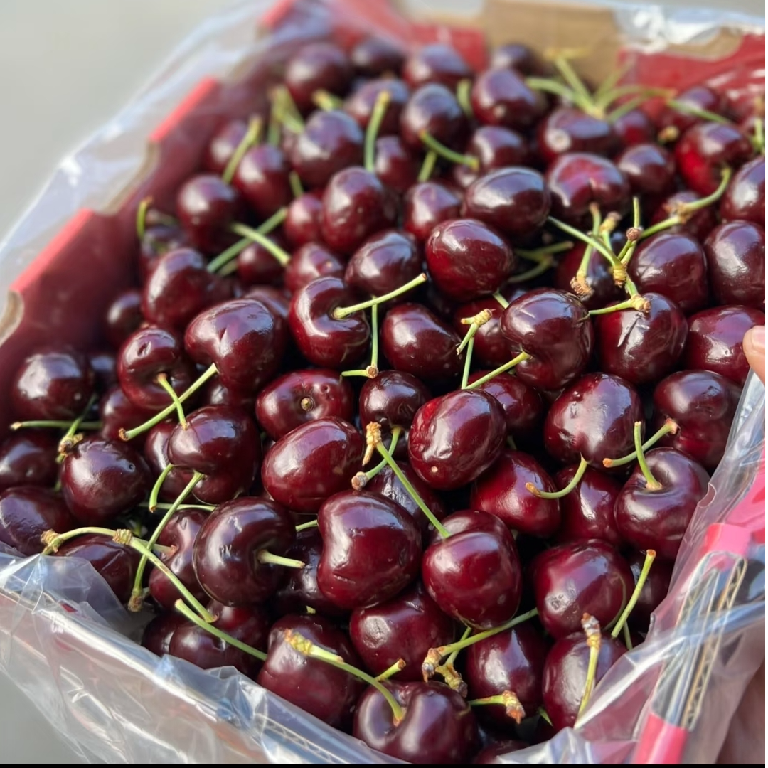 空运车厘子XJD一箱净果5斤智利