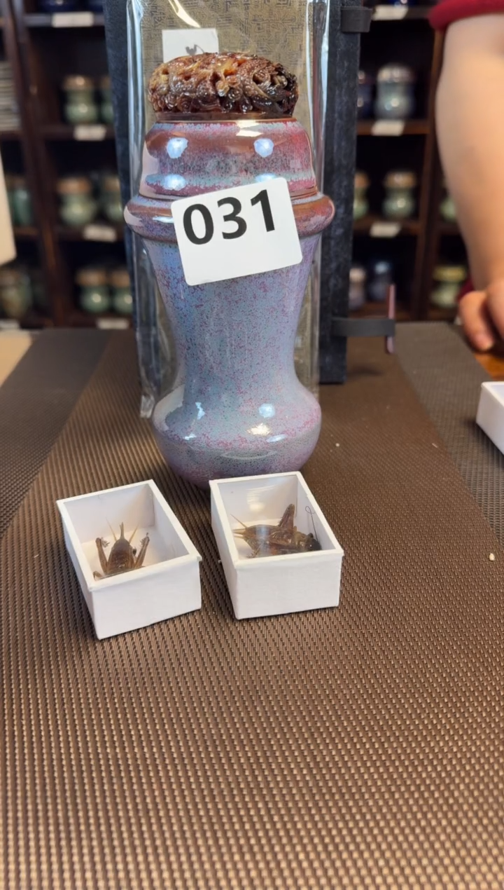 【闪购商品】万彩 步步登 一只 031    