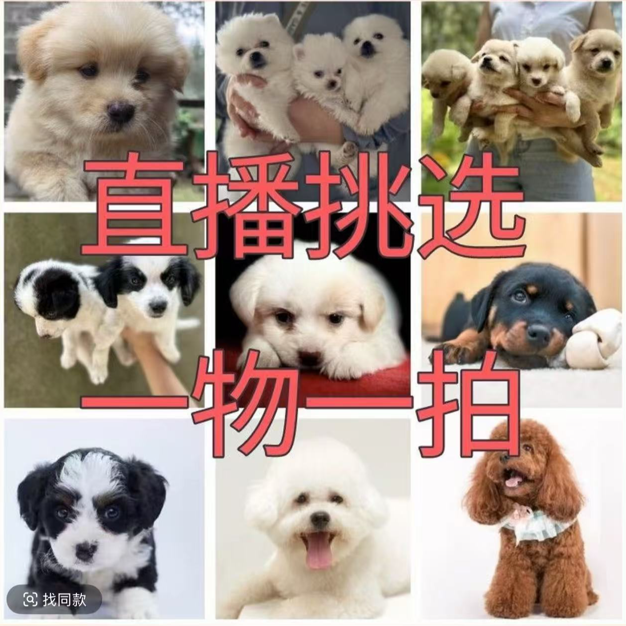 活体混血宠物狗狗直播间一物一拍