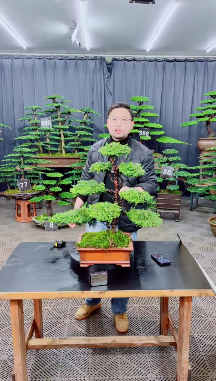 无花朵迎客松111