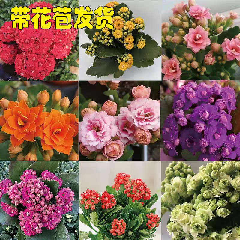 带花苞重瓣长寿花盆栽四季开花耐热耐寒室内外易养绿植