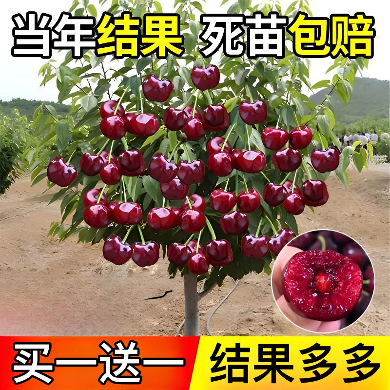 大樱桃苗【买一送一】盆栽庭院果树矮化车厘子樱桃苗南方北方种植