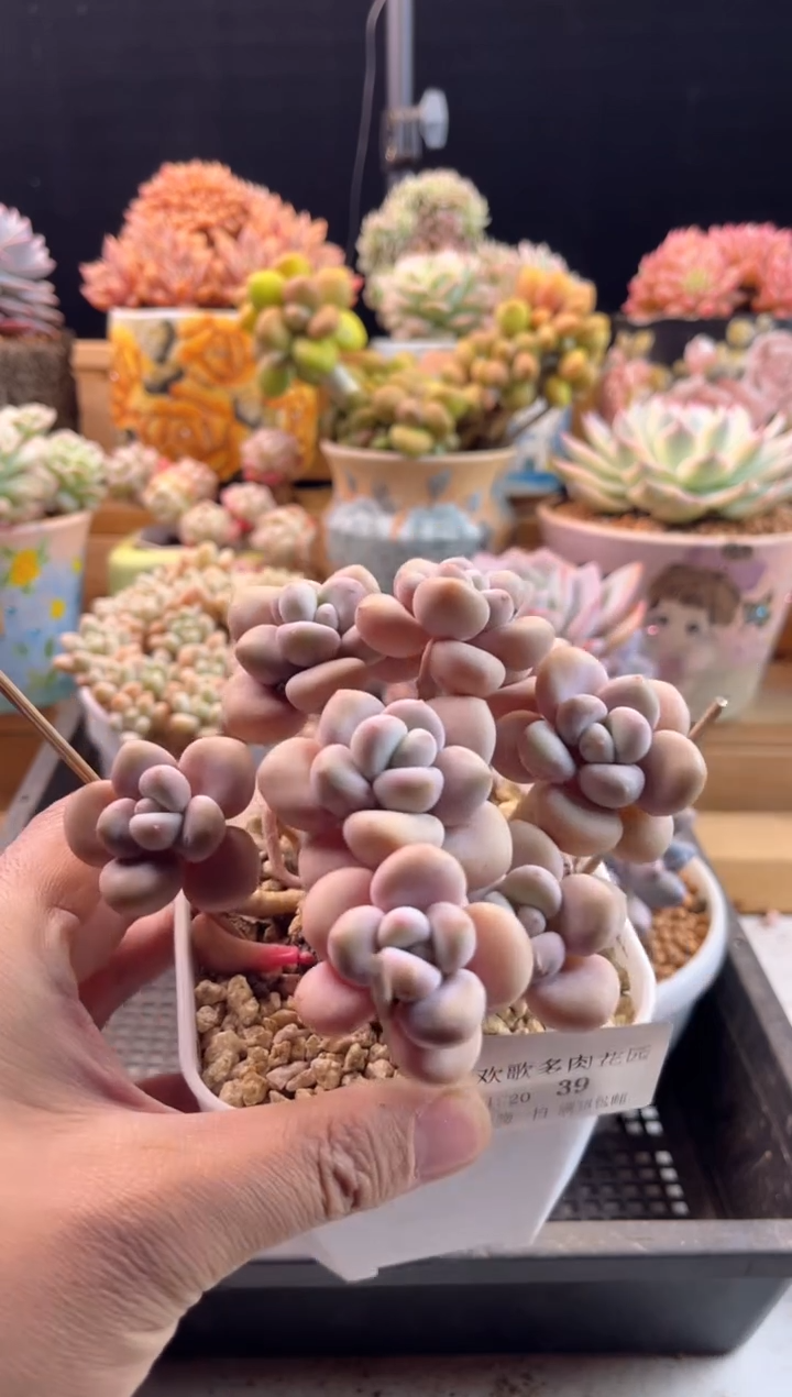 【闪购商品】1.20-39香水洛神