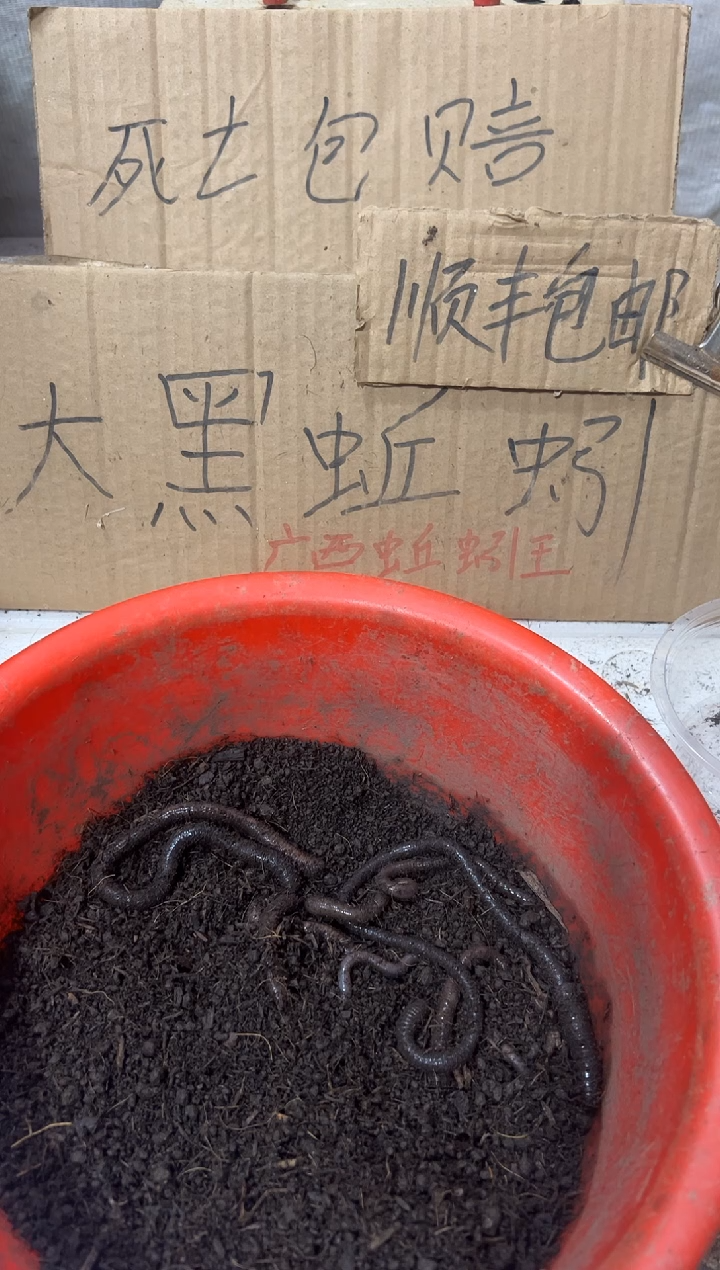 广西广地龙黑蚯蚓一斤