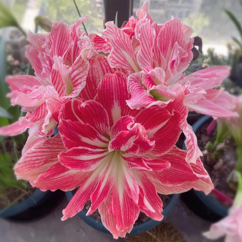 漂亮女神 美丽仙女  朱顶红 包对版