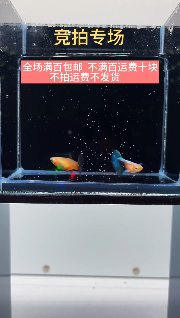 孔雀鱼黄化蓝礼服欧翼一对-34