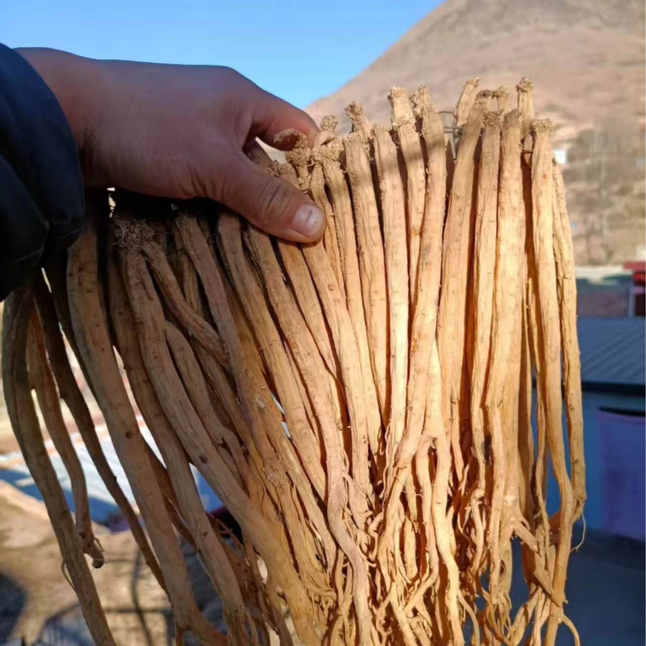 甘肃岷县白条党参无硫可泡水炖汤