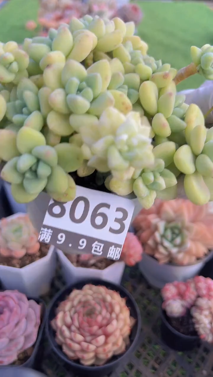 【闪购商品】信福多肉一物一拍