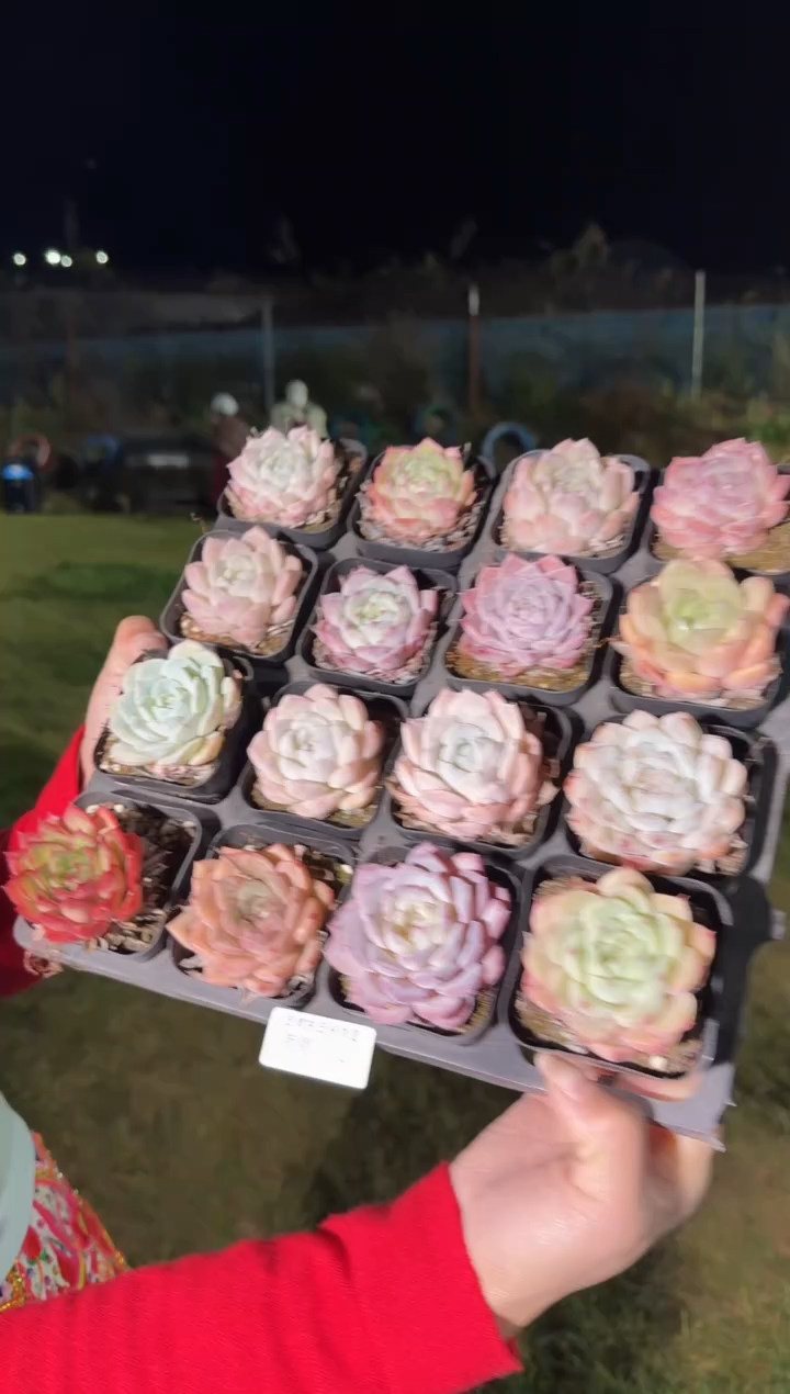 东云多肉园新款-02