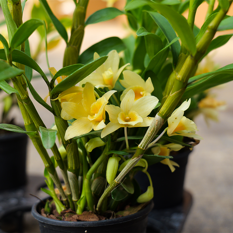 石斛兰黄花[仙帝]花香浓郁原盆原土基地直发