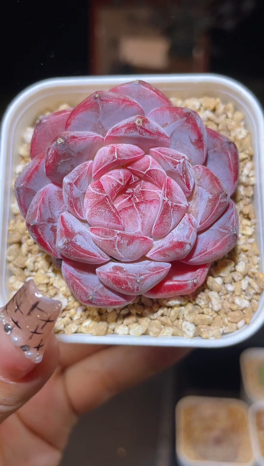 【闪购商品】081地狱火