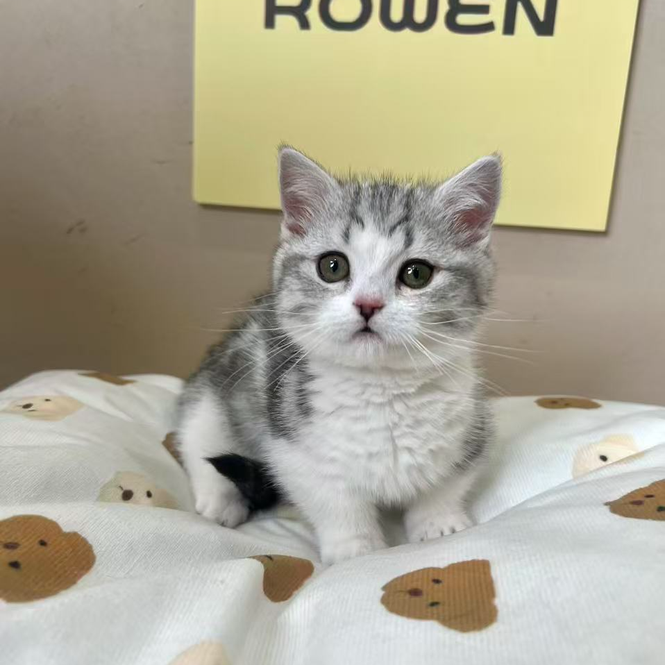 宠物猫活体金吉拉拿破仑金点德文美短金渐层蓝金等幼猫