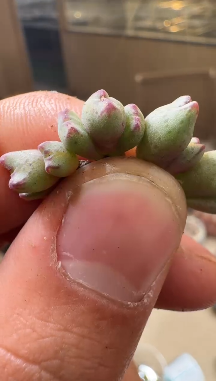 5-125多肉植物肉锥龙姬杂交一颗