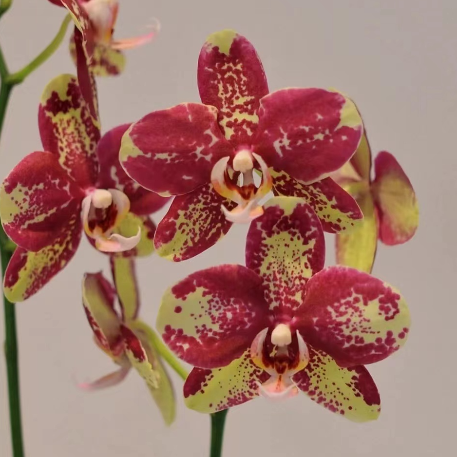 带剑《毕加索》2.8寸杯【苗小，嫌小勿拍】蝴蝶兰