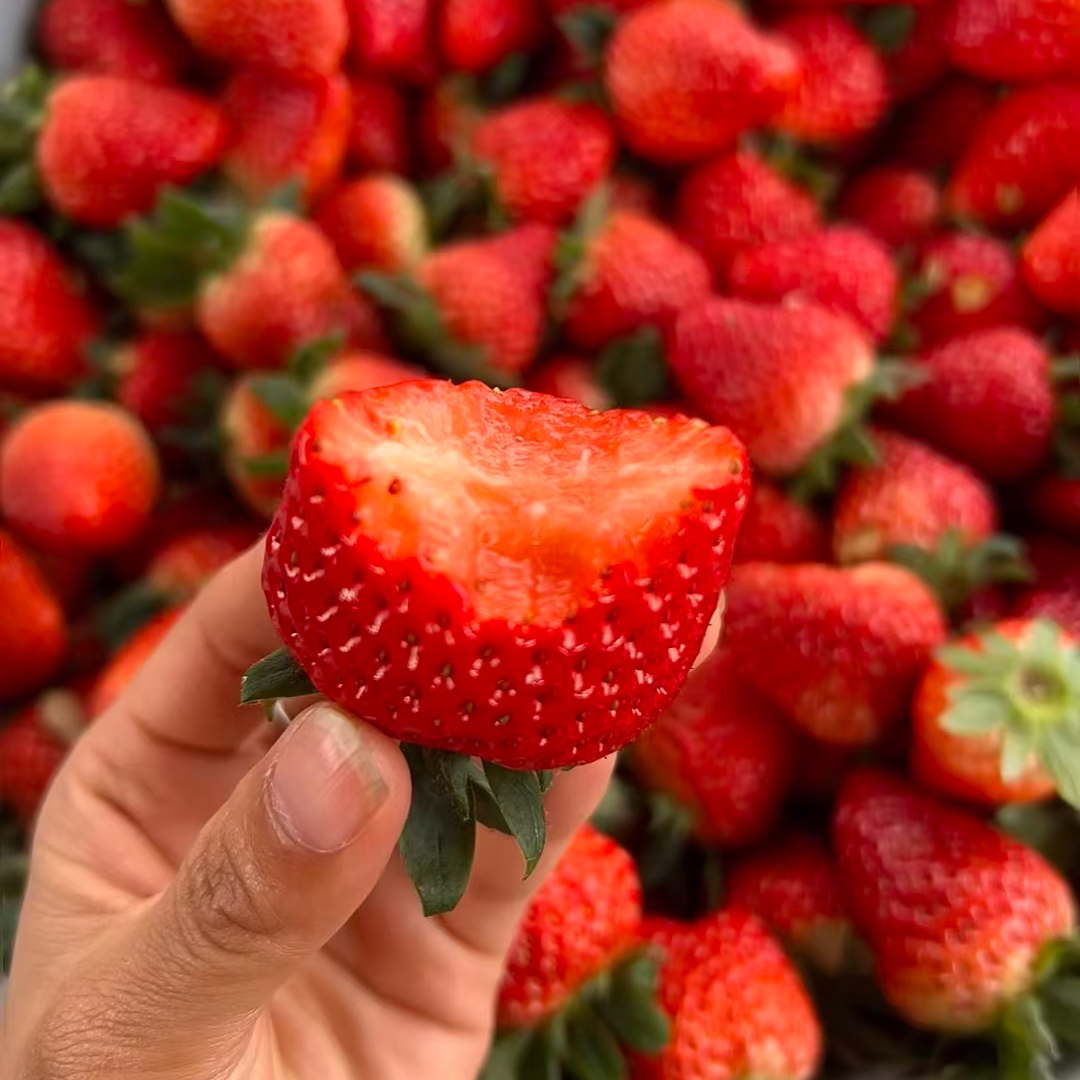 【双福翠宝宝】新鲜采摘 成都巧克力草莓 香味浓郁 只发川渝