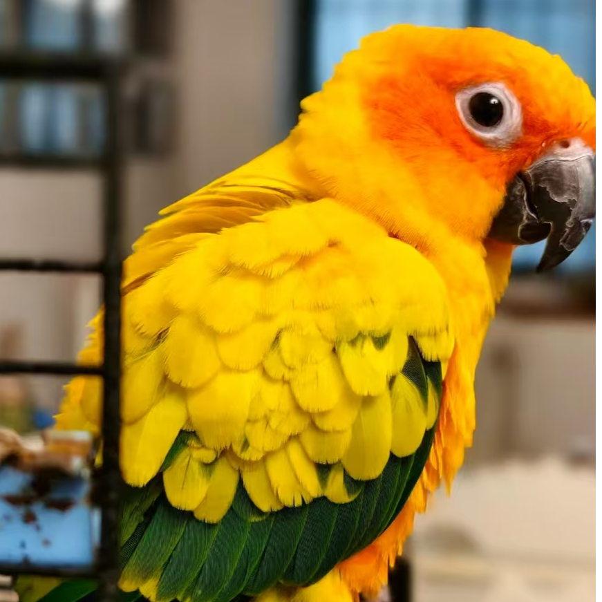 手养鹦鹉当天发货--栗子