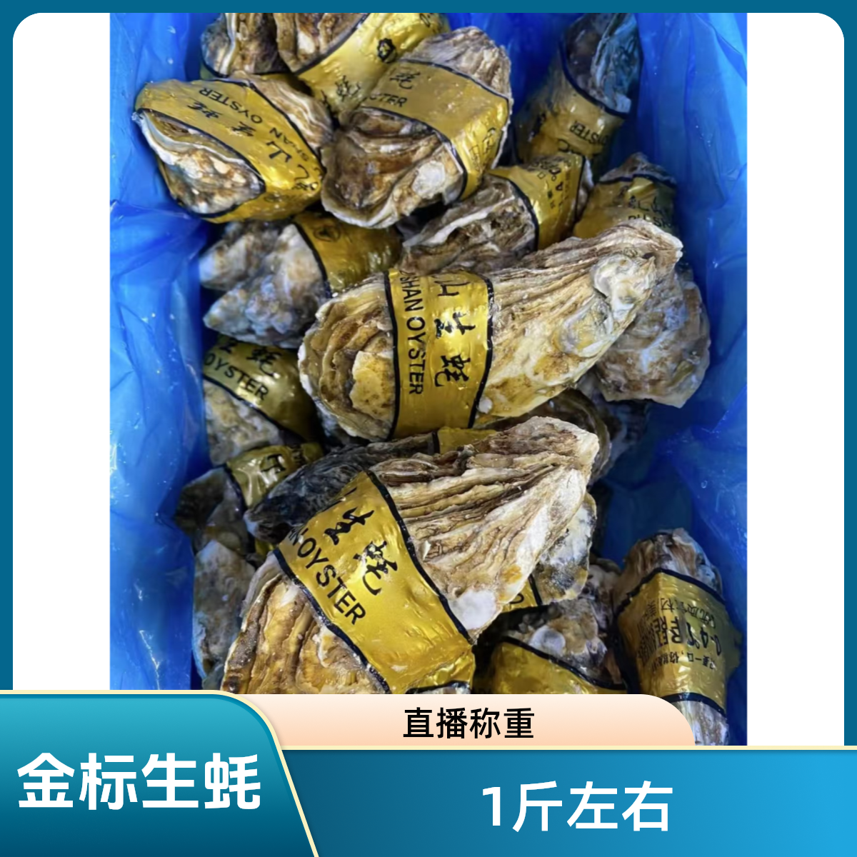 金标大生蚝 大连直播现场称重 300克左右/只