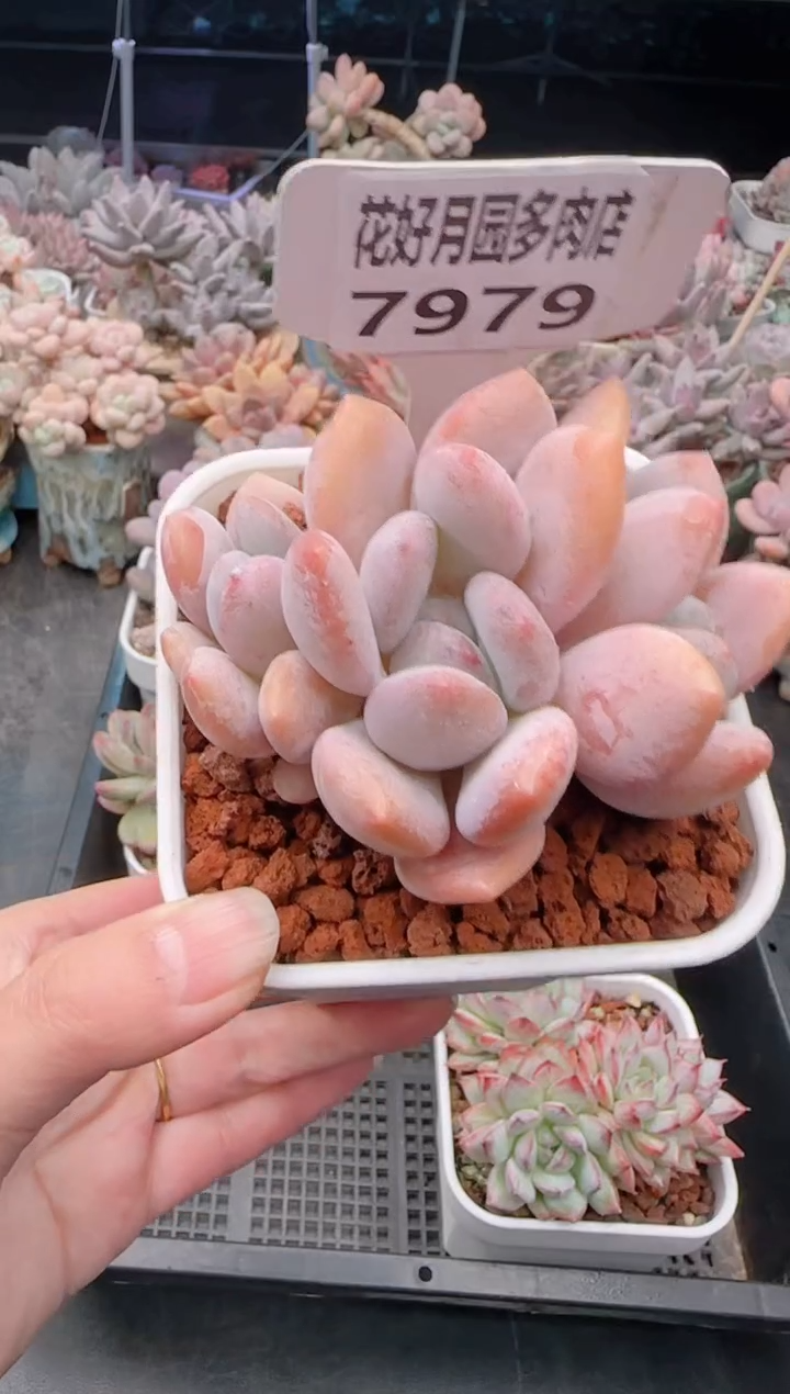 【闪购商品】7979月桂