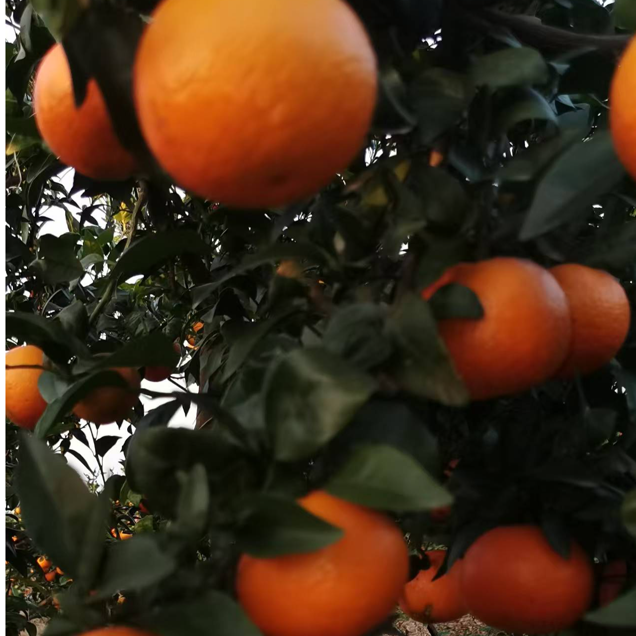 沃柑新鲜现摘多汁香甜应季水果果园