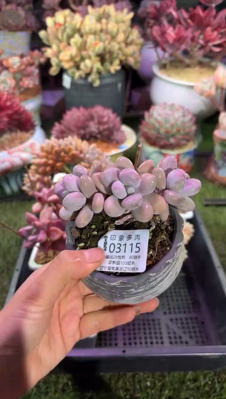 【闪购商品】03115