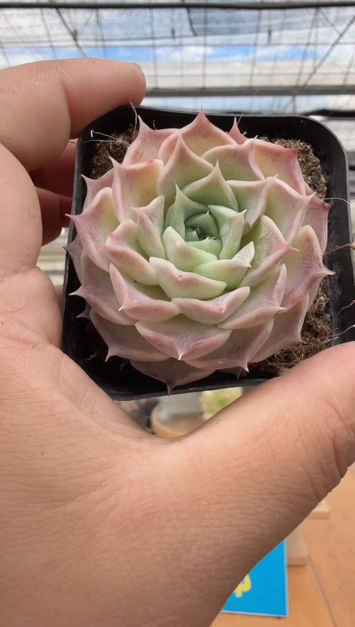 东云多肉园二店-401