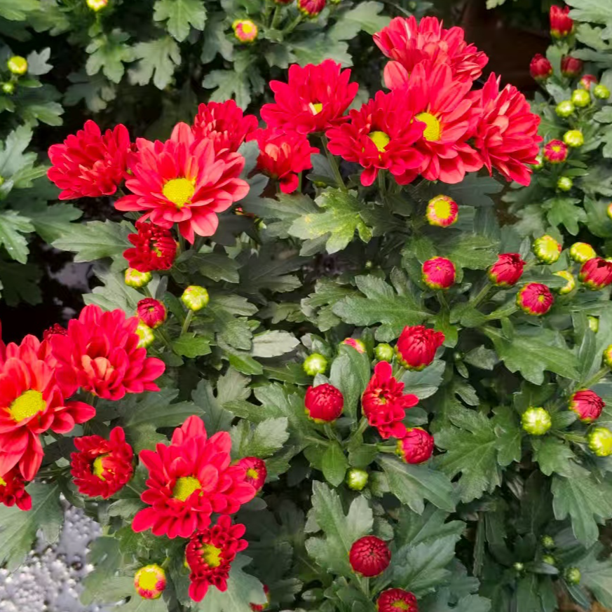 金秋嫣红 盆栽花苗 多季节重复开花 带花苞发货