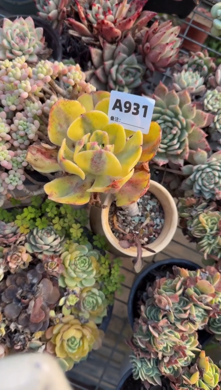 【闪购商品】A931牡丹锦（裸根发货）