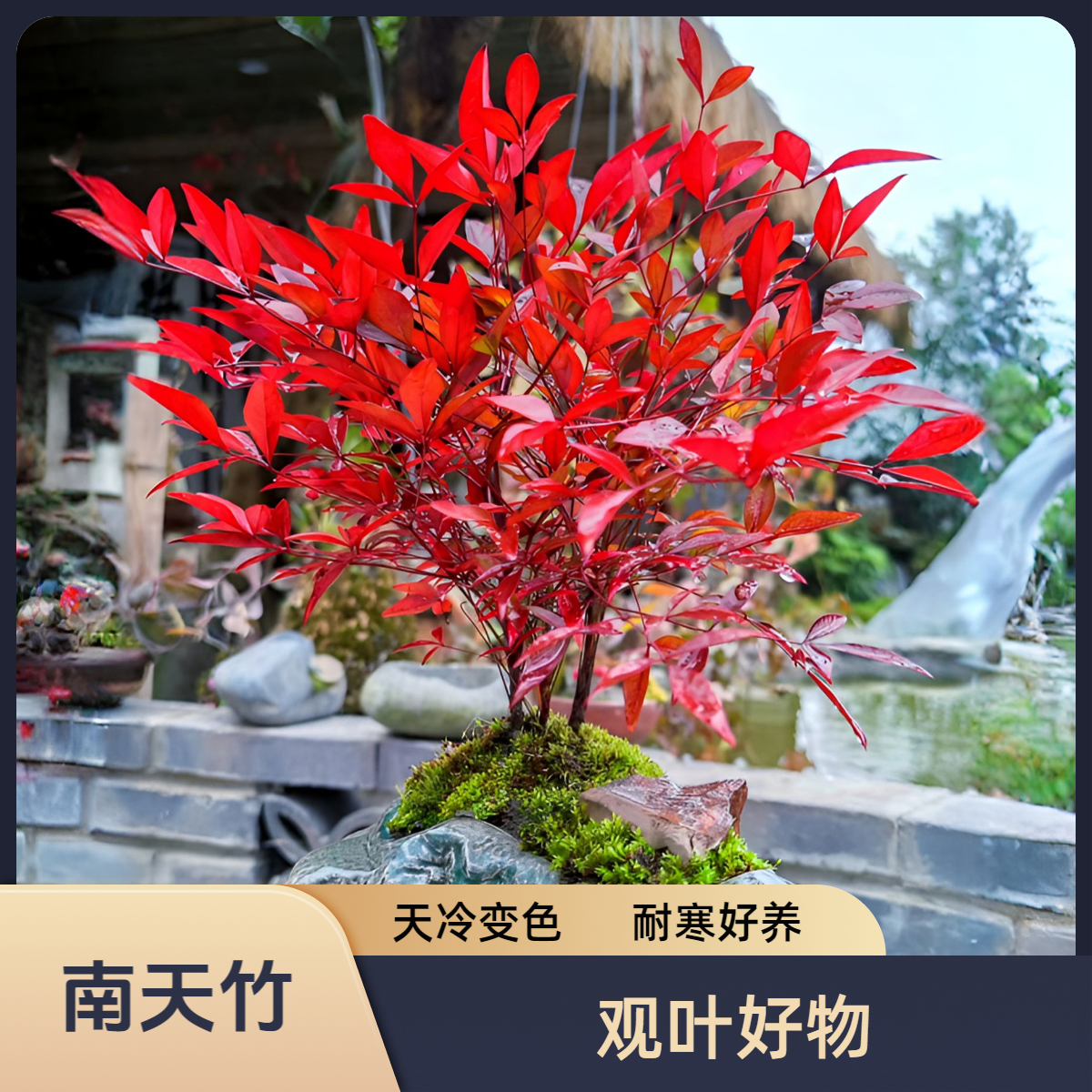 南天竹盆栽树苗耐寒好养南天竹室内外老桩盆景庭院观叶常绿花灌木