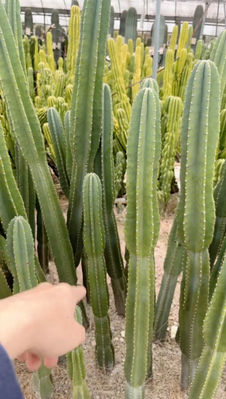 【闪购商品】【带根】100cm 量天尺