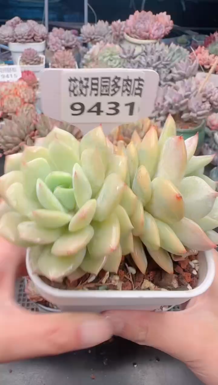 【闪购商品】9431.
