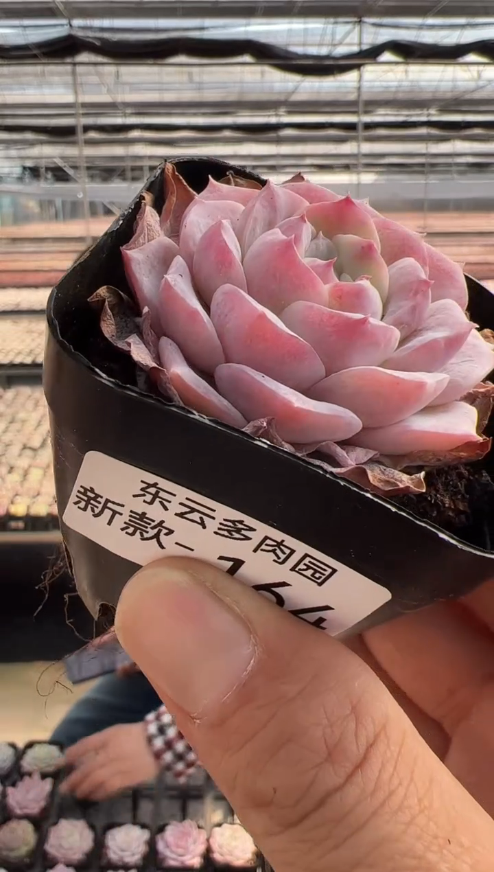 【闪购商品】新款多肉-164