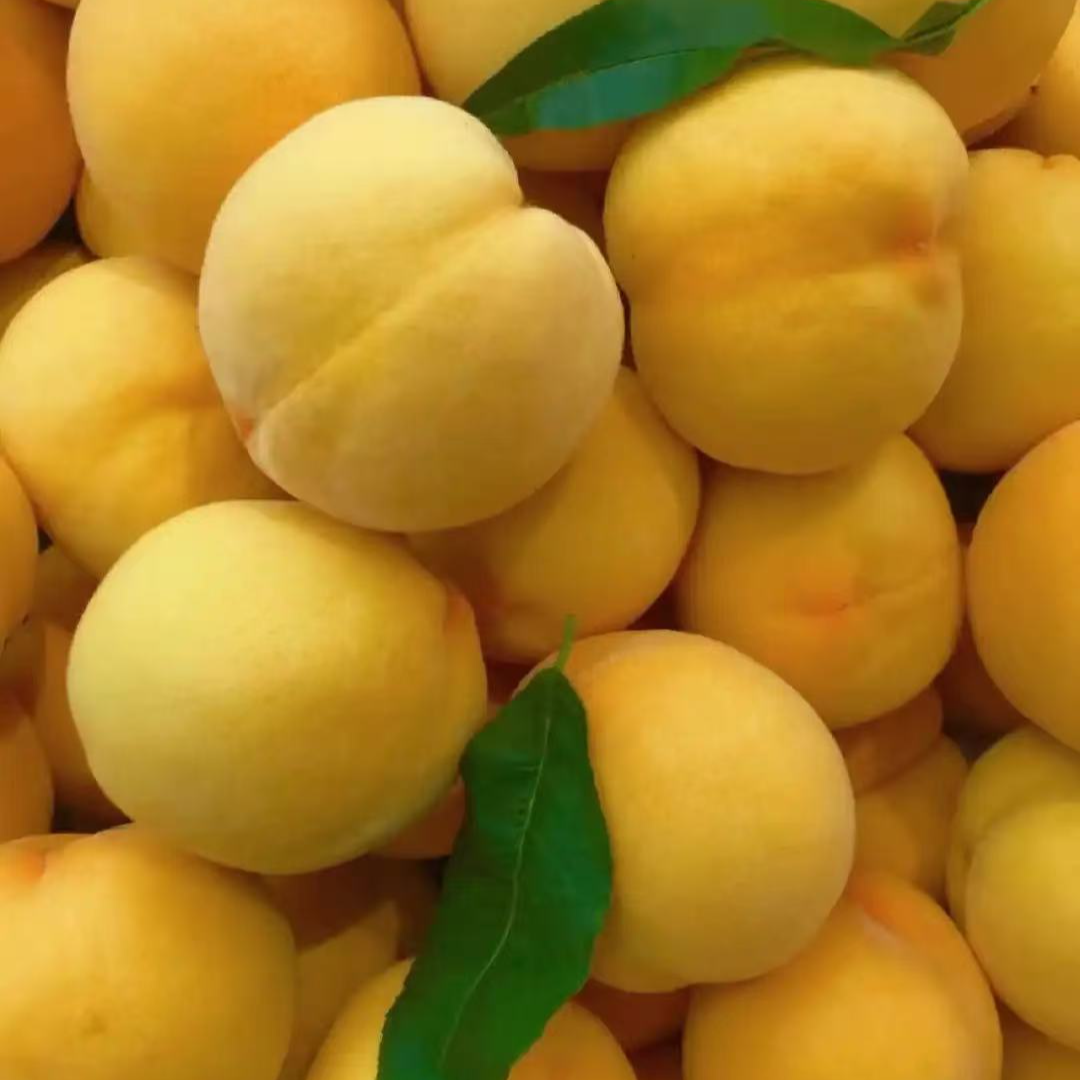 新鲜黄金黄桃  软硬两吃香甜可口 3斤/5斤/8斤 只发川渝当季新鲜水果桃子山西省