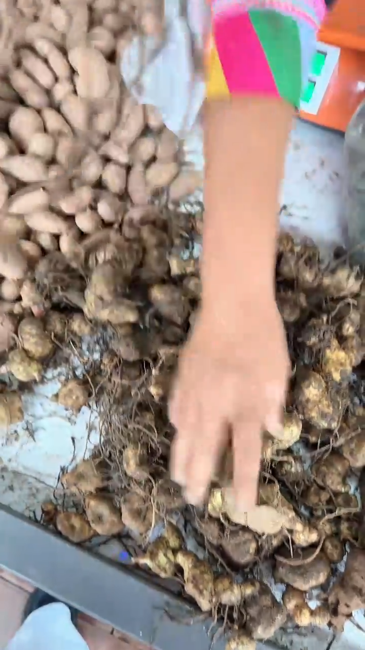 中国大陆新鲜黄精