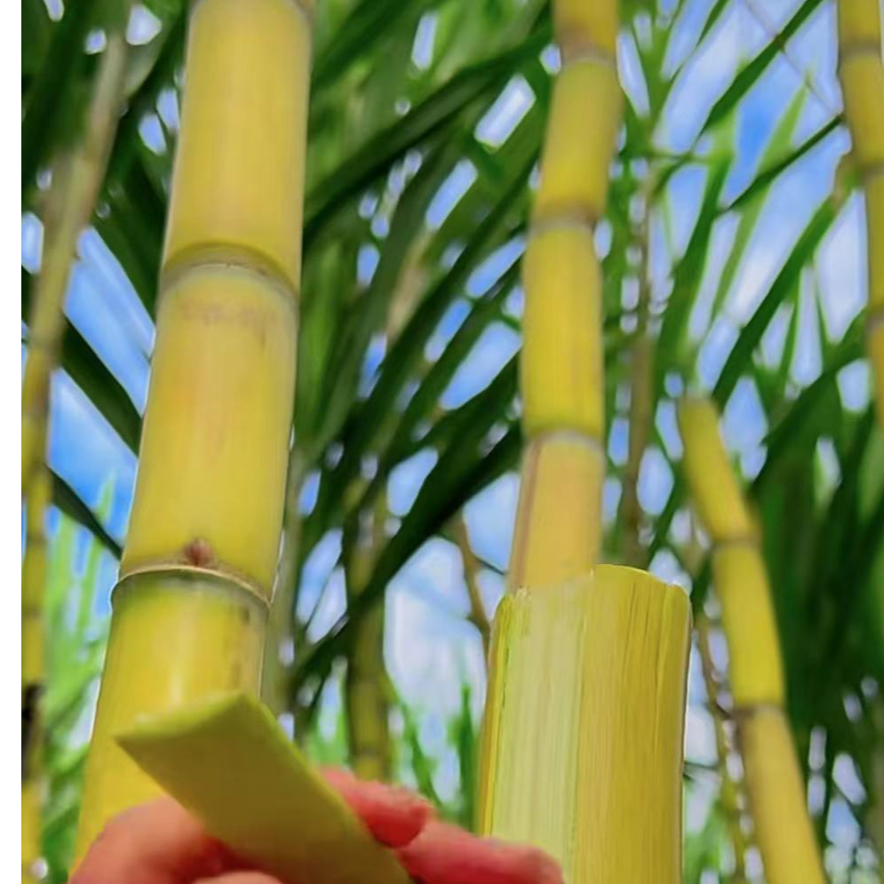 福利【顺丰包邮】【次日达】云南黄金甘蔗【净重5斤】【口感脆爽、汁多甘甜】