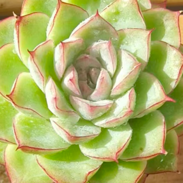 慢悠花房 边线女王 办公室阳台绿植园艺盆栽花卉庭院多肉