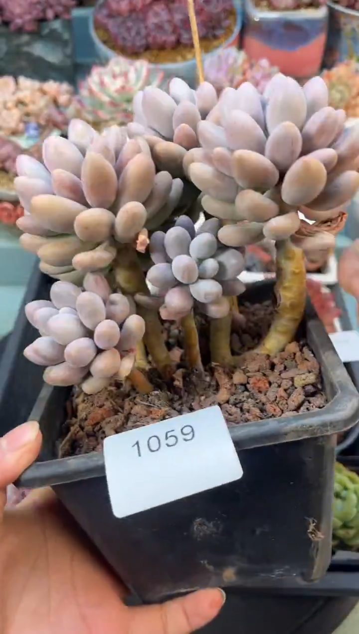 1059群生汤圆多肉