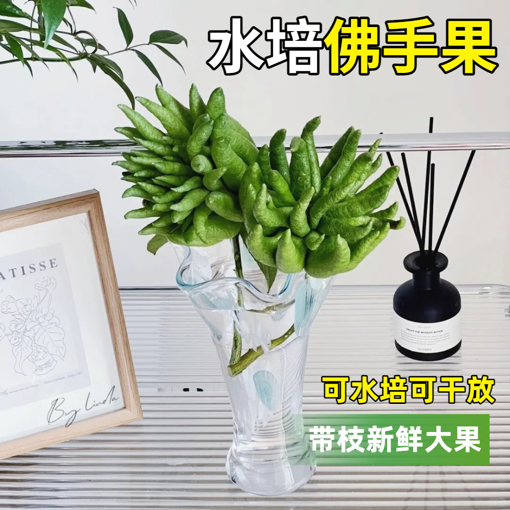 新鲜佛手柑水培香橼鲜果观赏食用室内绿植盆栽清供摆盘佛手柑香橼