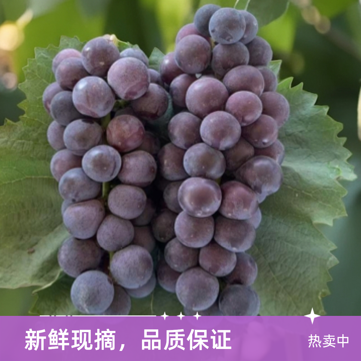 【冷链包邮】巨峰系，甬优葡萄，果园现采直发 京东包邮