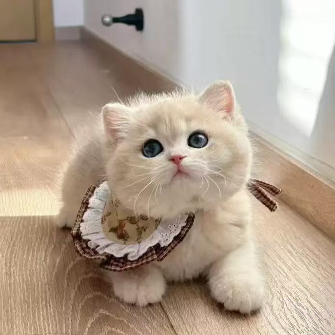 婧婧（全品）缅因美短蓝金金渐层布偶