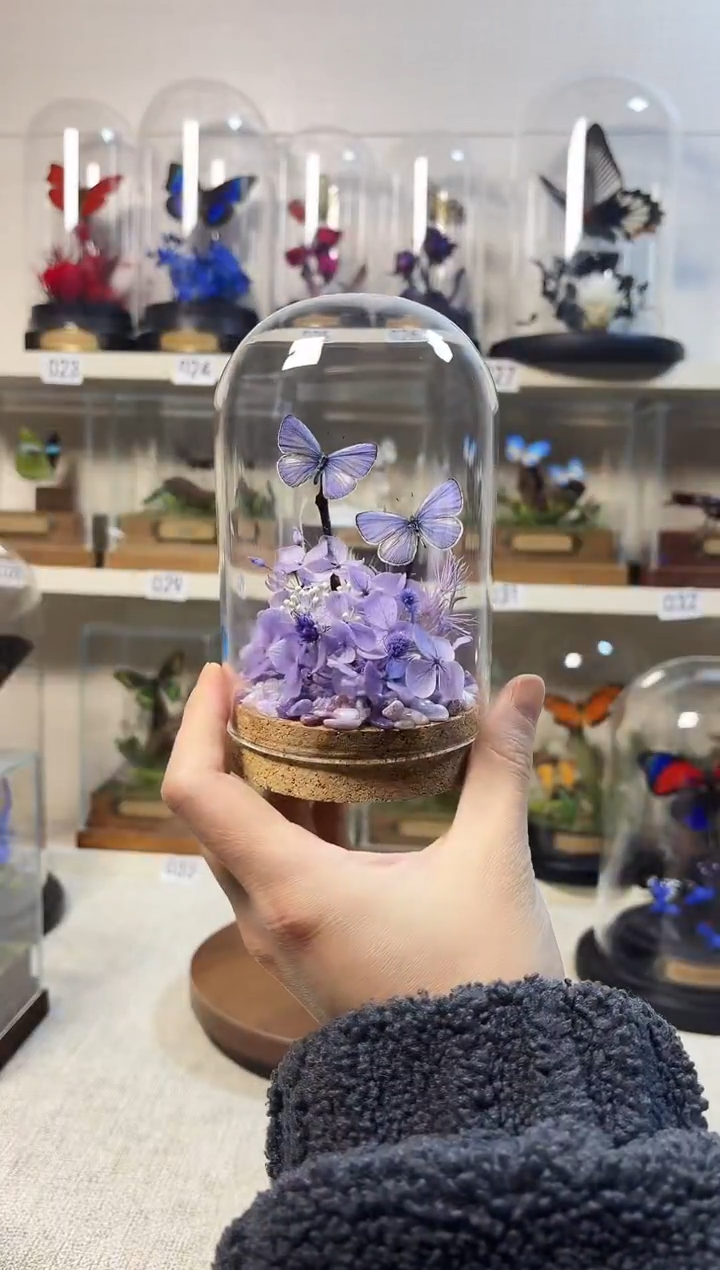 大自然真实的蝴蝶标本