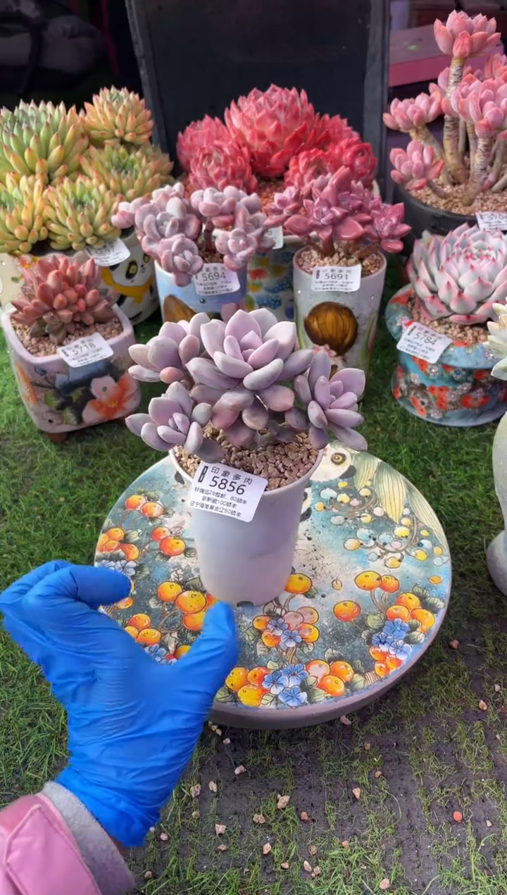 昆明印象多肉5856