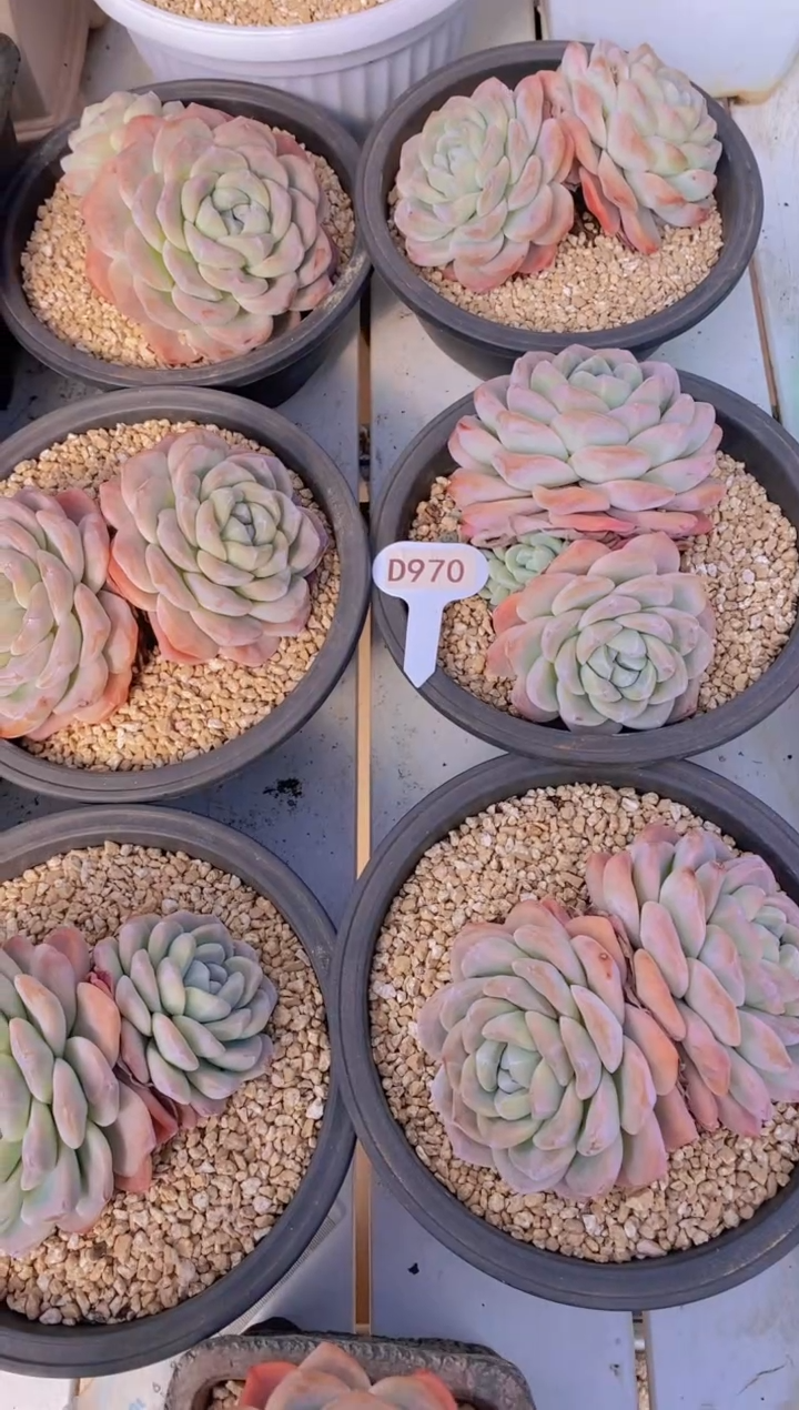 【闪购商品】D970-大双头冰玉脱土发